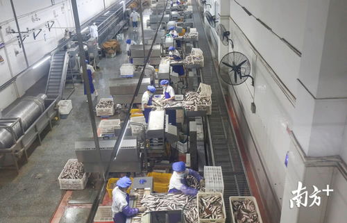 鲮鱼罐头销量逆势增长，中山出口食品企业全面复工助力食品销售回暖